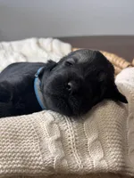 Pepper salt female sky blue collar, a female Giant Schnauzer for sale in Saint George, UT – Photo 2 of 10