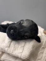 Pepper salt female sky blue collar, a female Giant Schnauzer for sale in Saint George, UT – Photo 9 of 10