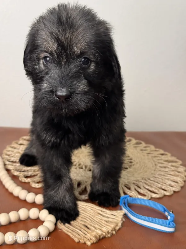 Pepper salt female sky blue collar – Giant Schnauzer puppy for sale in Saint George, UT