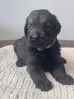 Pepper salt female sky blue collar, a female Giant Schnauzer for sale in Saint George, UT – Photo 4 of 10
