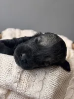 Pepper salt female sky blue collar, a female Giant Schnauzer for sale in Saint George, UT – Photo 8 of 10