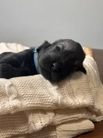 Pepper salt female sky blue collar, a female Giant Schnauzer for sale in Saint George, UT – Photo 6 of 10