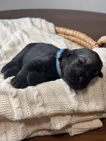 Pepper salt female sky blue collar, a female Giant Schnauzer for sale in Saint George, UT – Photo 10 of 10