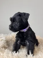 processed/0759e921-1a91-426e-849b-796eb7614b50/listing/d5df0e5f-e8ba-4de0-95ba-a4b9b0ec0979/951f9fe6-2371-4b40-8c26-4fe59312d83e