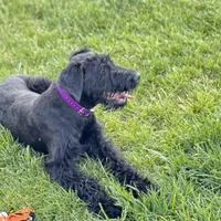 Chief, a male Giant Schnauzer for sale in Saint George, UT – 4 of 10