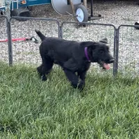 Chief, a male Giant Schnauzer for sale in Saint George, UT – 7 of 10
