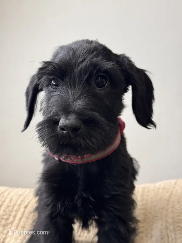 female 1 - Hot Pink Collar