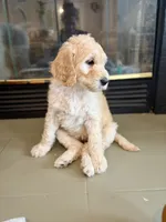 White Mocha, a female Goldendoodle for sale in Valparaiso, IN – Photo 2 of 4