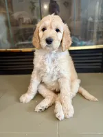 White Mocha, a female Goldendoodle for sale in Valparaiso, IN – Photo 1 of 4