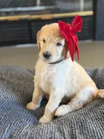 White Mocha, a female Goldendoodle for sale in Valparaiso, IN – Photo 3 of 4
