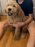 Teddy, a male Goldendoodle for sale in Valparaiso, IN – Photo 3 of 4