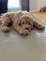 Teddy, a male Goldendoodle for sale in Valparaiso, IN – Photo 1 of 4