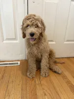 Teddy, a male Goldendoodle for sale in Valparaiso, IN – Photo 4 of 4