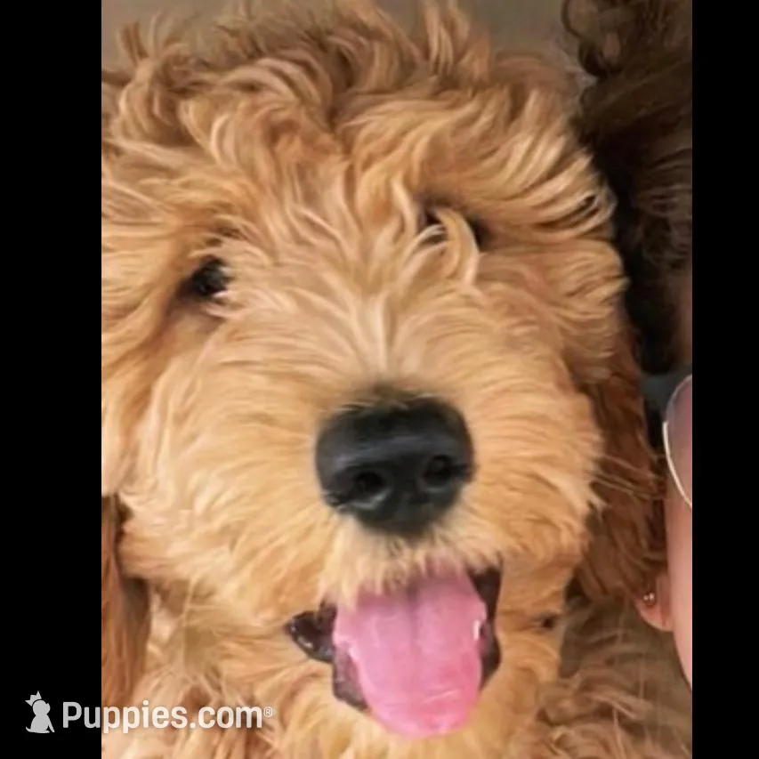Teddy, a male Goldendoodle for sale in Valparaiso, IN – Photo 2 of 4