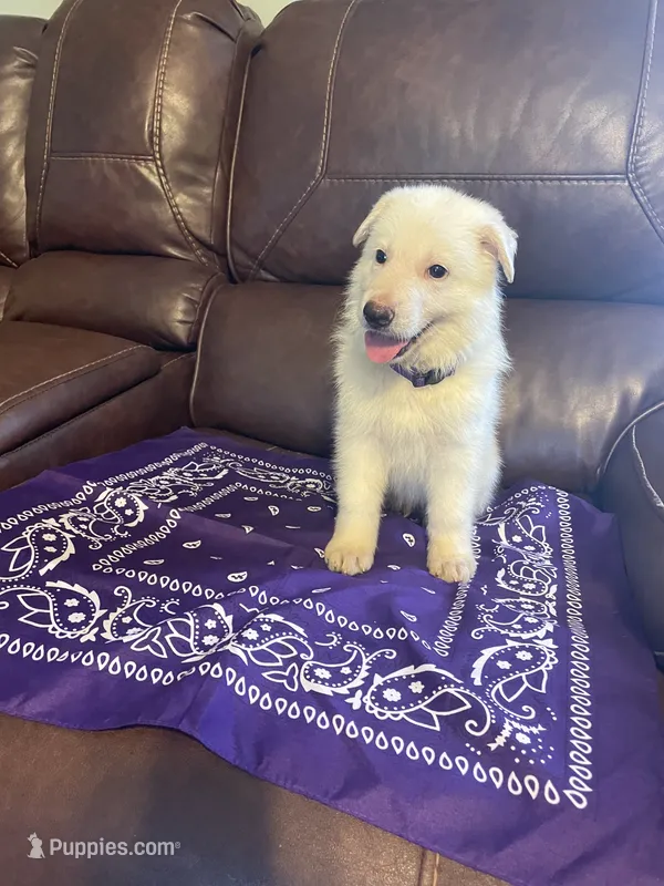 Purple Collar Male – German Shepherd Dog puppy for sale in Eastman, GA