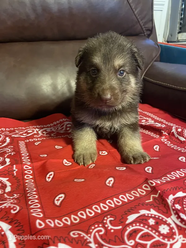 Red Collar Male – German Shepherd Dog puppy for sale in Eastman, GA