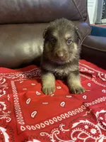 Red Collar Male, a male German Shepherd Dog for sale in Eastman, GA – 1 of 4