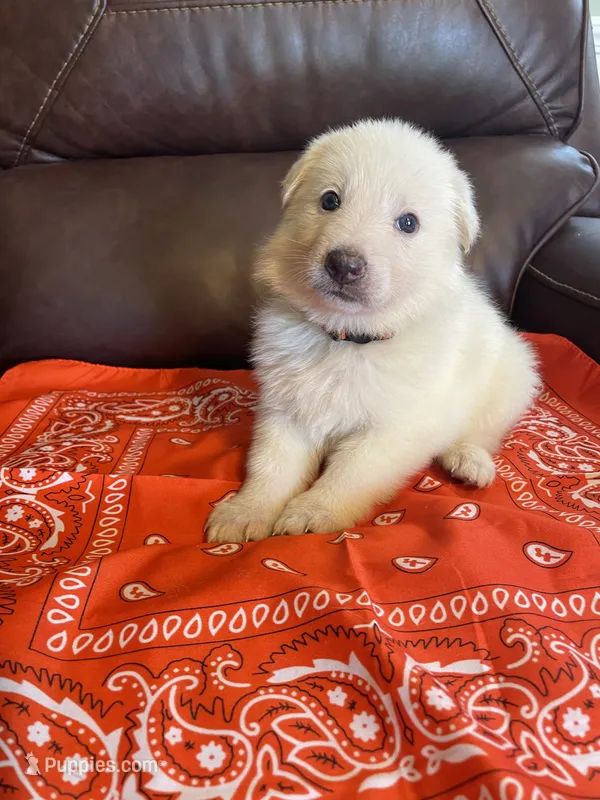 Orange Collar Female – German Shepherd Dog puppy for sale in Eastman, GA