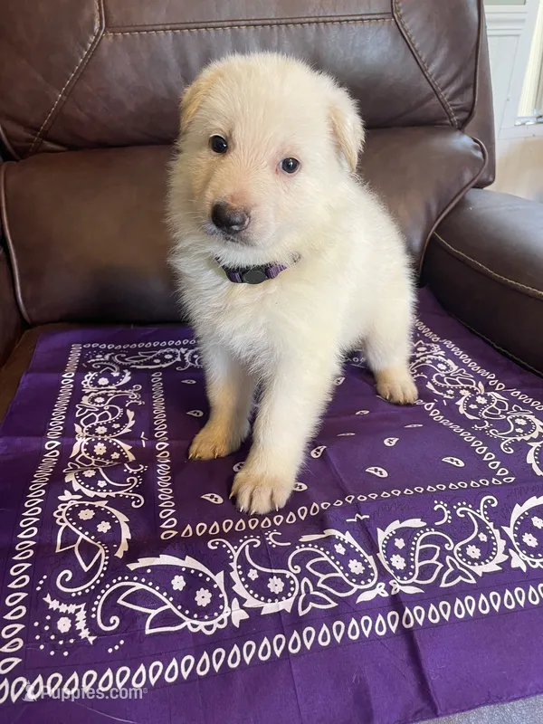 Purple Collar Male – German Shepherd Dog puppy for sale in Eastman, GA