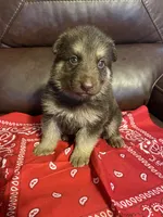 Red Collar Male, a male German Shepherd Dog for sale in Eastman, GA – 3 of 4