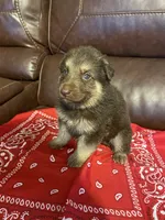Red Collar Male, a male German Shepherd Dog for sale in Eastman, GA – 2 of 4
