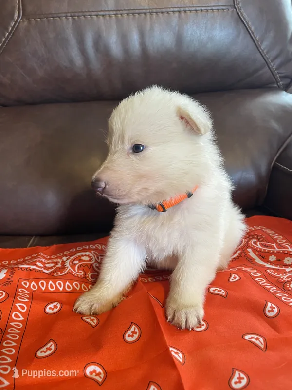 Orange Collar Female – German Shepherd Dog puppy for sale in Eastman, GA