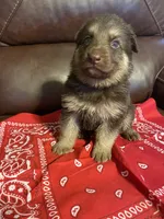 Red Collar Male, a male German Shepherd Dog for sale in Eastman, GA – 4 of 4
