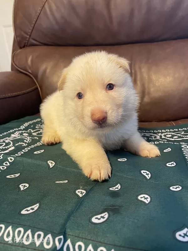 Dark Green Collar Male – German Shepherd Dog puppy for sale in Eastman, GA