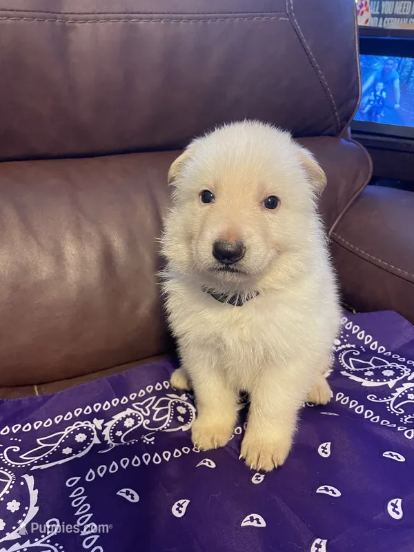 Purple Collar Male – German Shepherd Dog puppy for sale in Eastman, GA