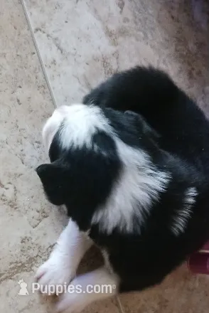 Fynn – Border Collie puppy for sale in Prairie du Chien, WI