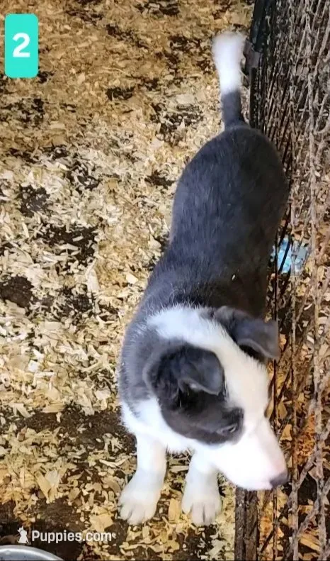 Abby – Border Collie puppy for sale in Prairie du Chien, WI