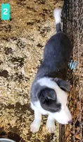 Abby, a female Border Collie for sale in Prairie du Chien, WI – 3 of 8