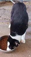 Chase, a male Border Collie for sale in Prairie du Chien, WI – 3 of 7