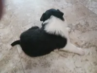 Luna, a female Border Collie for sale in Prairie du Chien, WI – 4 of 5