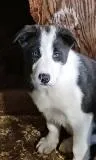 Dash – Border Collie puppy on hold in Prairie du Chien, WI