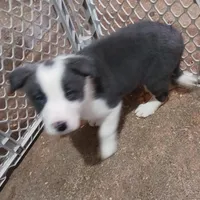 Dash, a male Border Collie for sale in Prairie du Chien, WI – Photo 3 of 7