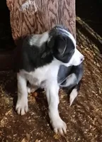 Dash, a male Border Collie for sale in Prairie du Chien, WI – Photo 3 of 9