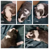 Dash, a male Border Collie for sale in Prairie du Chien, WI – Photo 4 of 7