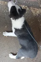 Dash, a male Border Collie for sale in Prairie du Chien, WI – Photo 4 of 9