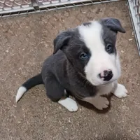 Dash, a male Border Collie for sale in Prairie du Chien, WI – Photo 1 of 7