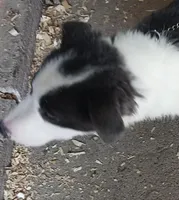 Dash, a male Border Collie for sale in Prairie du Chien, WI – Photo 2 of 9