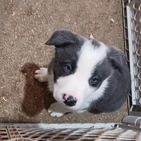 Dash, a male Border Collie for sale in Prairie du Chien, WI – Photo 2 of 7