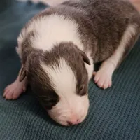 Chip, a male Border Collie for sale in Prairie du Chien, WI – Photo 1 of 2
