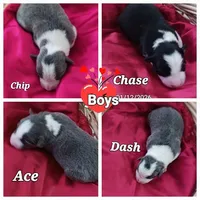 Chip, a male Border Collie for sale in Prairie du Chien, WI – Photo 2 of 2