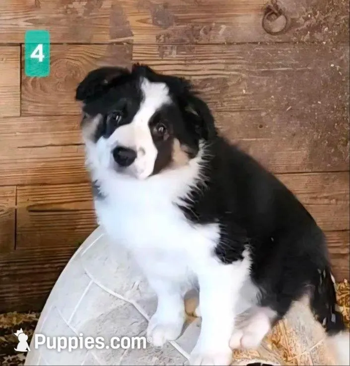 Chase, a male Border Collie for sale in Prairie du Chien, WI – 5 of 7
