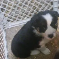 Chase, a male Border Collie for sale in Prairie du Chien, WI – Photo 3 of 5