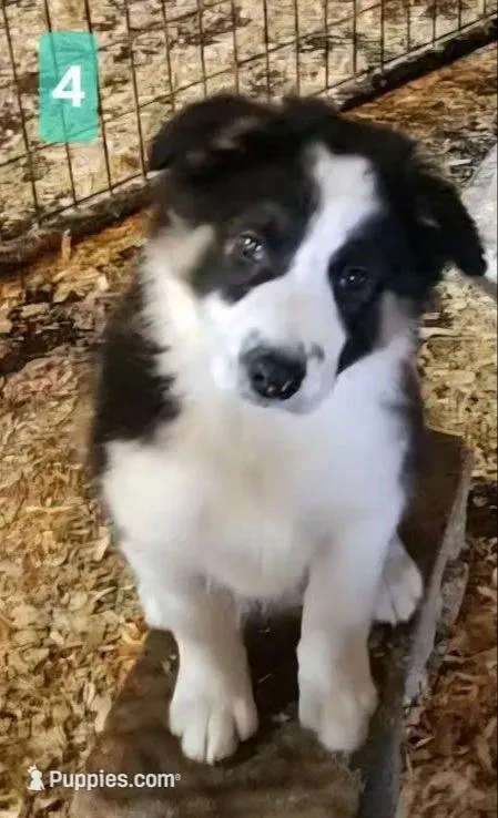 Chase – Border Collie puppy for sale in Prairie du Chien, WI