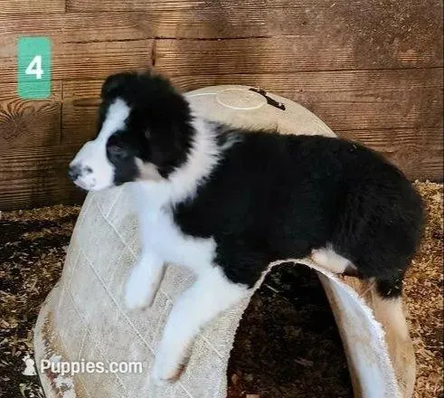 Chase, a male Border Collie for sale in Prairie du Chien, WI – 4 of 7