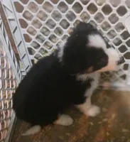 Chase, a male Border Collie for sale in Prairie du Chien, WI – Photo 2 of 5