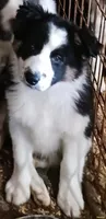 Chase, a male Border Collie for sale in Prairie du Chien, WI – 2 of 7
